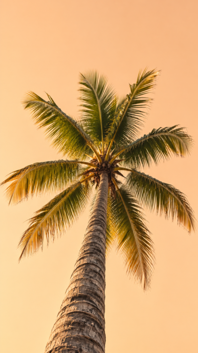 Tropical Palm Tree Wallpaper 4K | Sunset Aesthetic