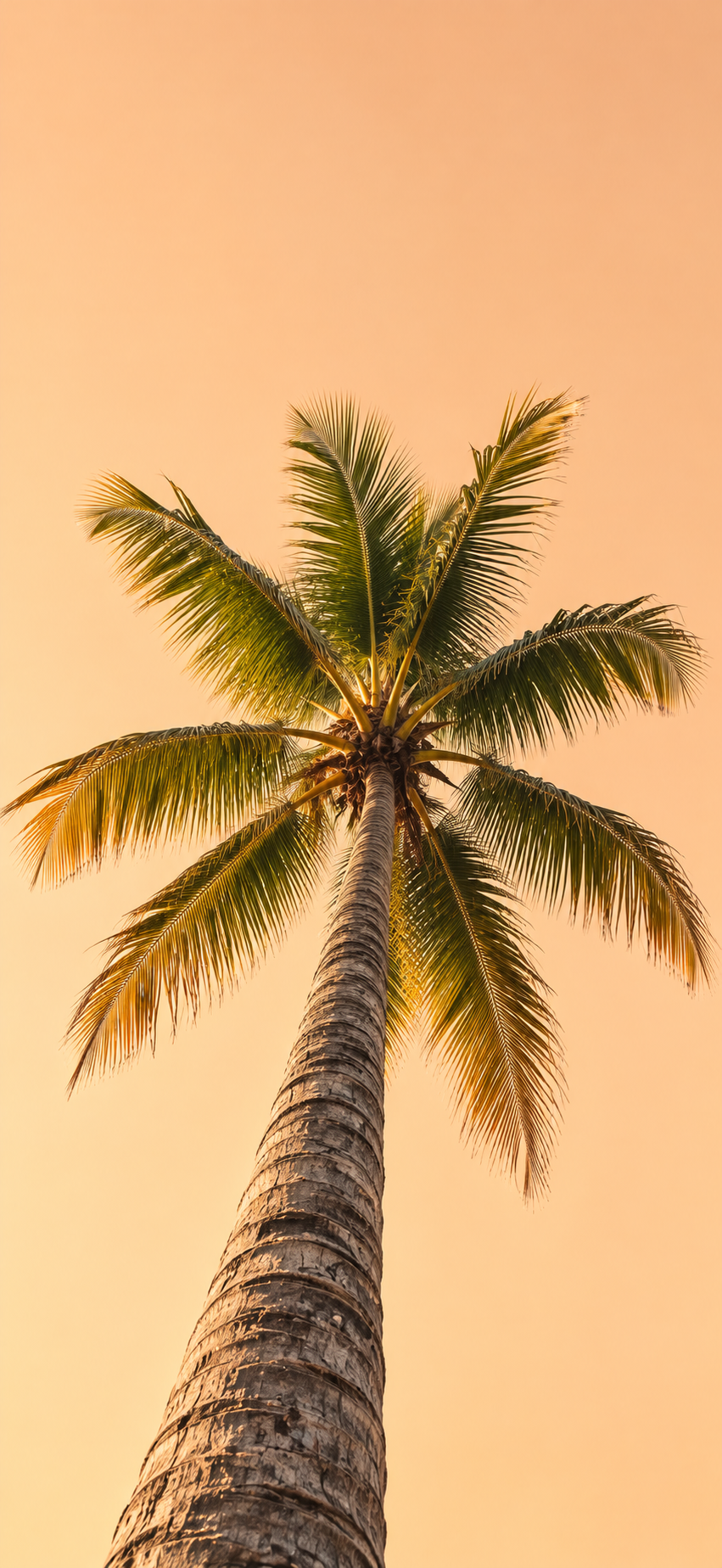 Tropical Palm Tree Wallpaper 4K | Sunset Aesthetic - pixora4k.com
