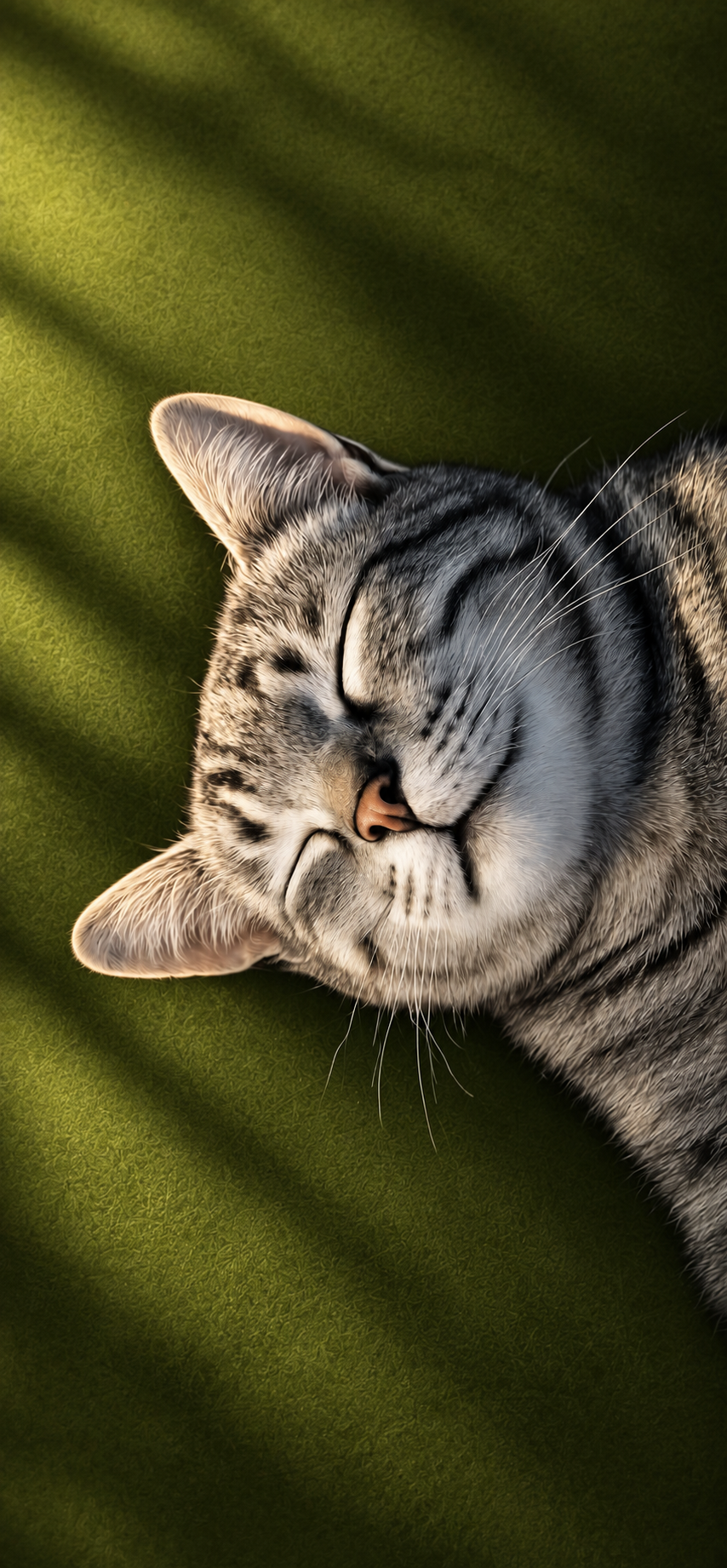 Sleeping Tabby Cat 4K Wallpaper – Cute Cozy Cat Wallpaper - pixora4k.com
