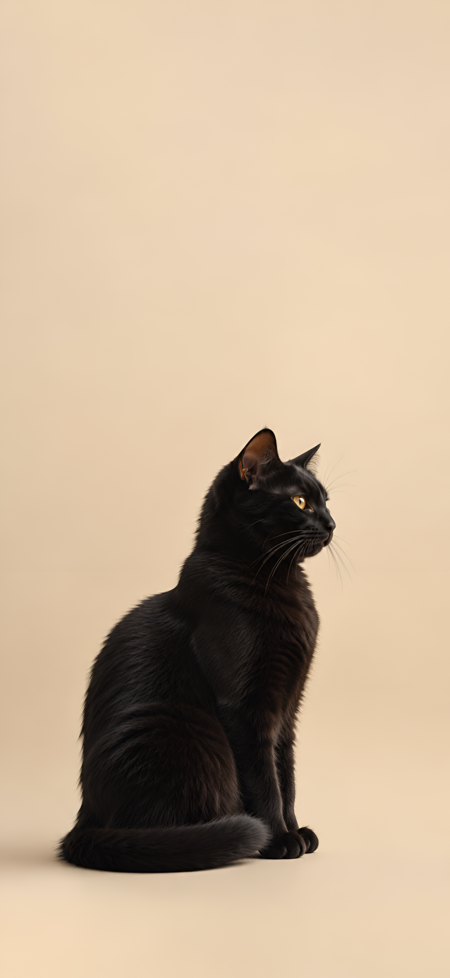 Black Cat Aesthetic 4K Wallpaper - pixora4k.com
