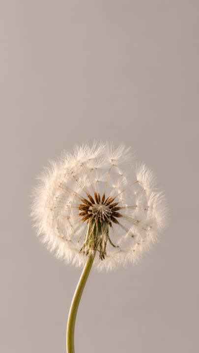 Dandelion Wallpaper 4K | Minimalist Beige Nature Art