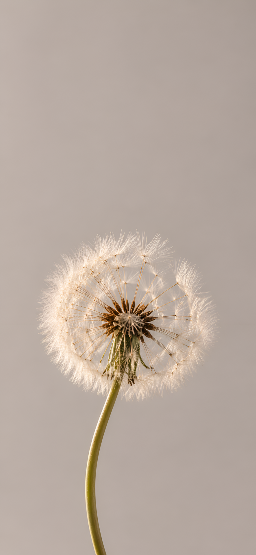 Dandelion Wallpaper 4K | Minimalist Beige Nature Art - pixora4k.com