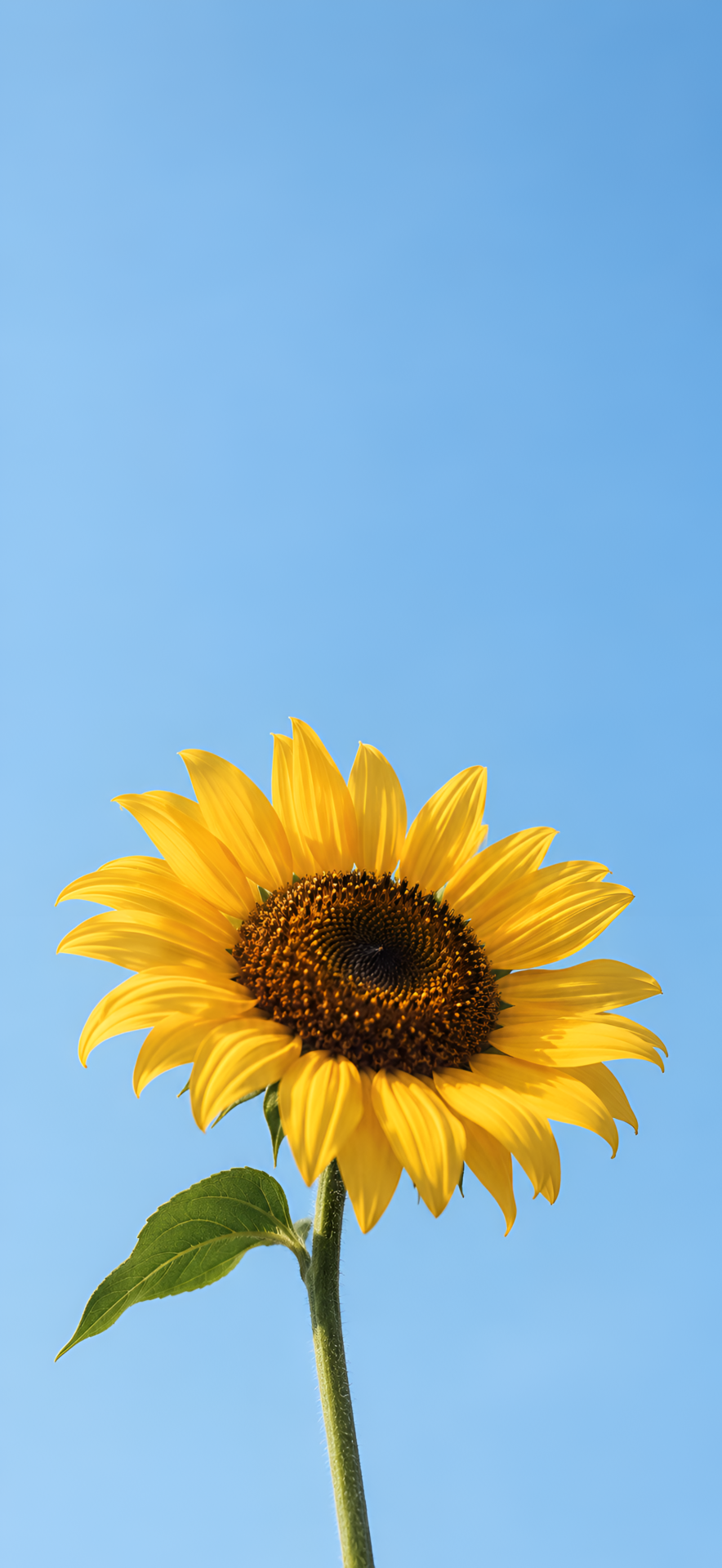 Sunflower Wallpaper 4K – Yellow Flower and Blue Sky - pixora4k.com