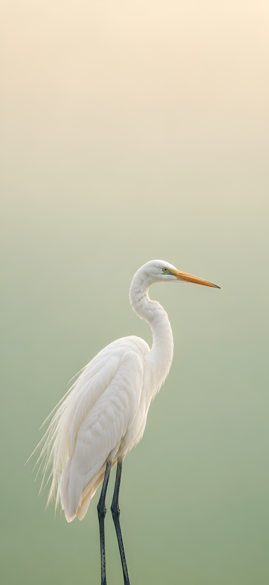 White Egret Bird 4K Minimalist Wallpaper - pixora4k.com