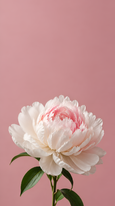 White Peony Flower Wallpaper 4K | Pink Aesthetic