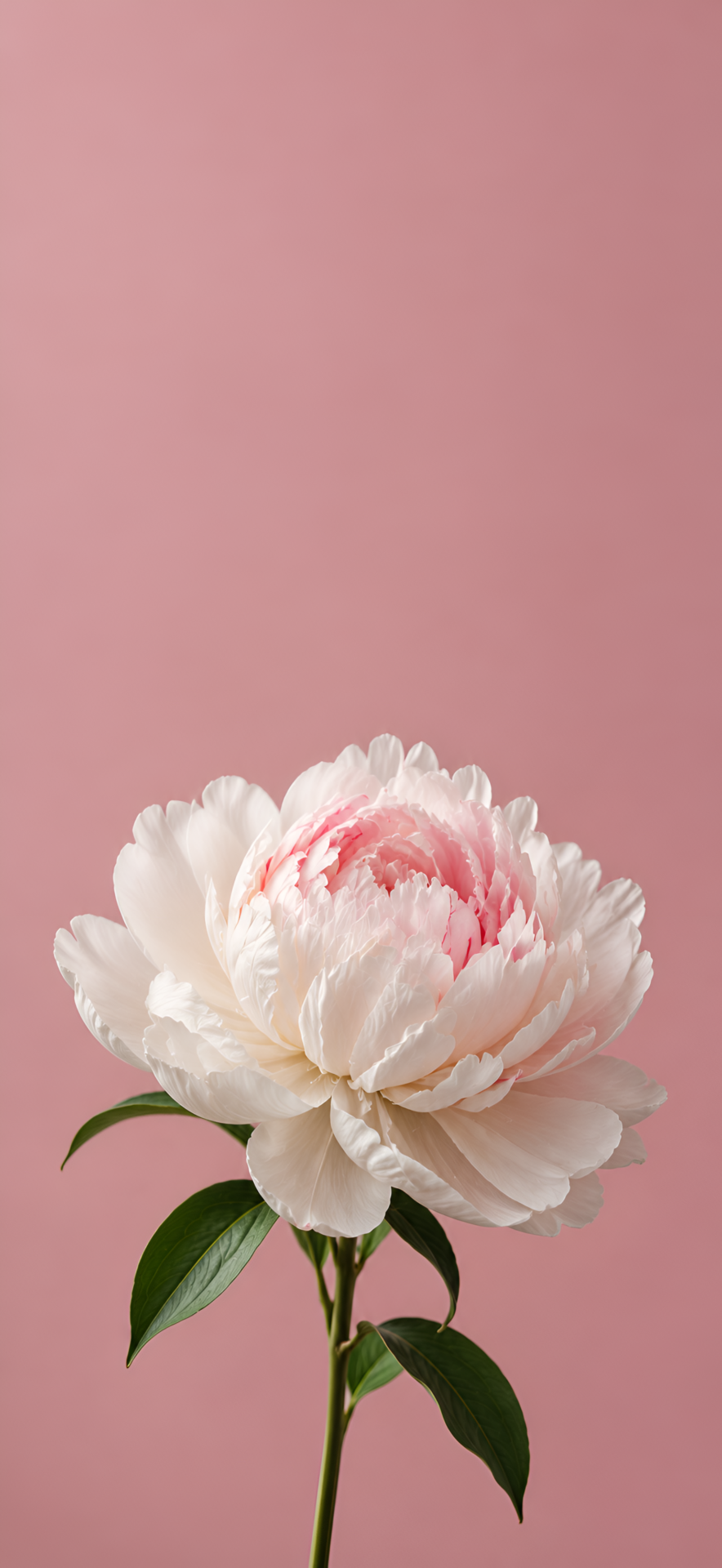 White Peony Flower Wallpaper 4K | Pink Aesthetic - pixora4k.com