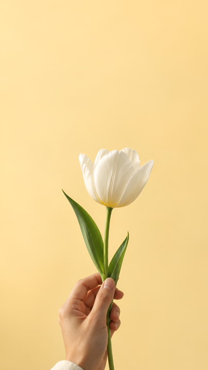 White Tulip Minimalist 4K Wallpaper 3840x2160 - Free Download