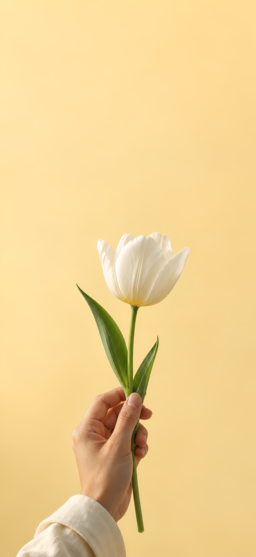 White Tulip Minimalist 4K Wallpaper - pixora4k.com